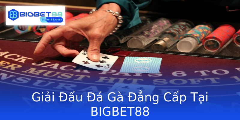 Giải Đấu Đá Gà Đẳng Cấp Tại BIGBET88 Giải Đấu Đá Gà Đẳng Cấp Tại BIGBET88